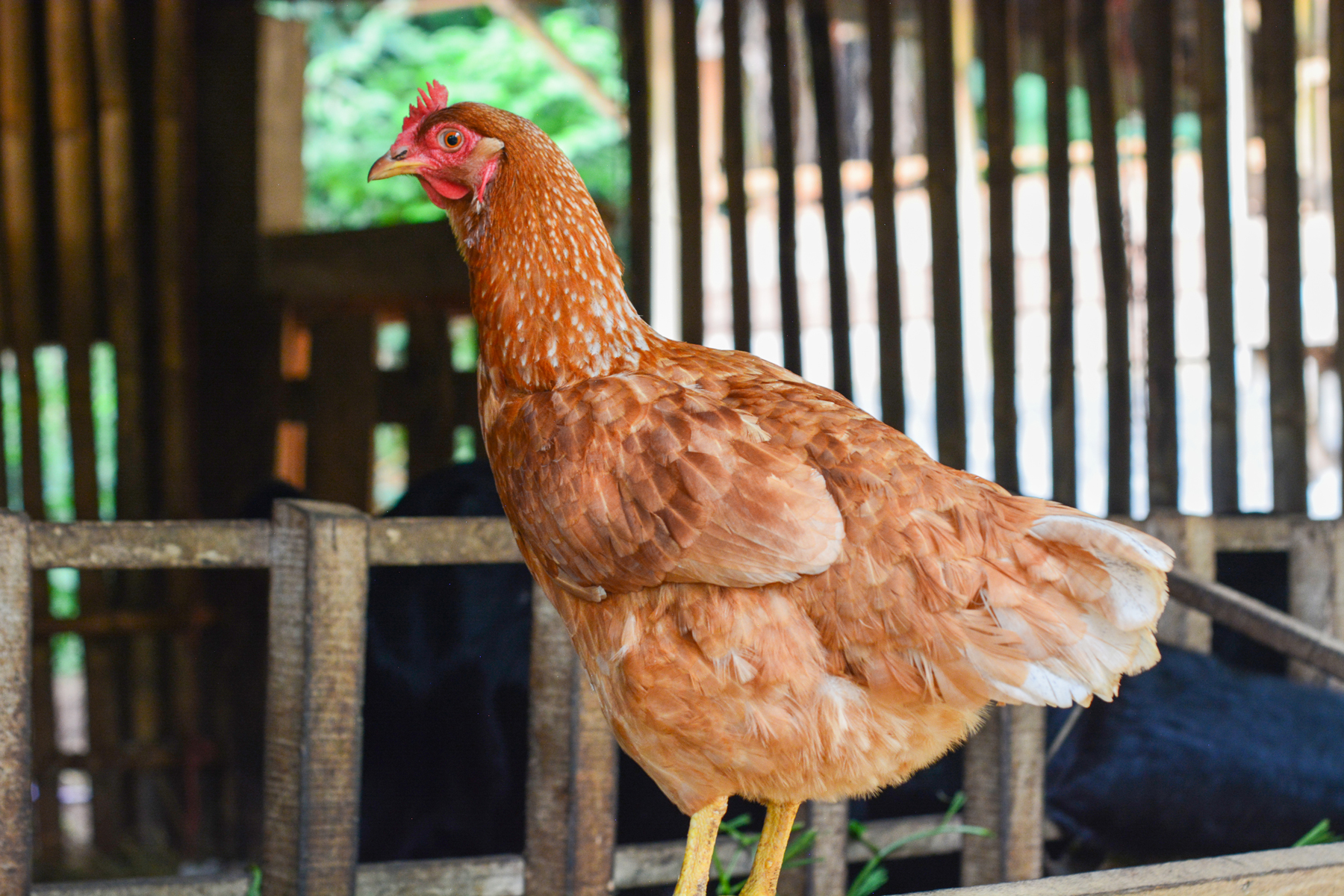 6 Tips for Inside a Chicken Coop